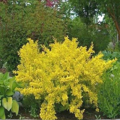 Барбарис Тунберга Голден Торч фото