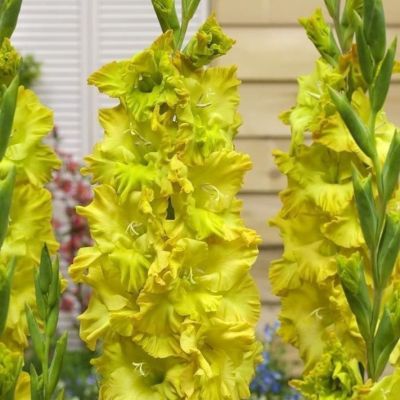 Гладиолус Блитц Гладиолус Блитц - Dolina-Sad.Ru