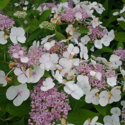 Гортензия крупнолистная Либелла фото