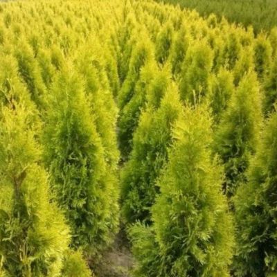 Туя западная Янтарь Туя западная Янтарь фото