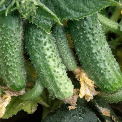 Огурец Первачок F1 (А) Огурец Первачок F1 (А) фото