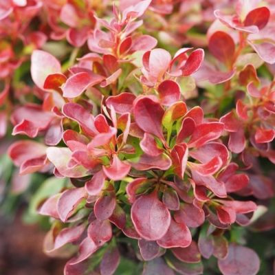 Барбарис тунберга Лютан Руж Барбарис тунберга Лютан Руж - Dolina-Sad.Ru