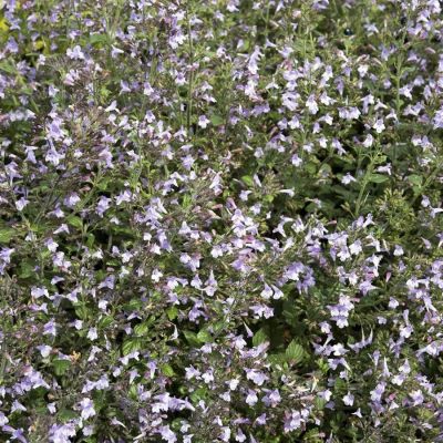 Душевик Блю Клауд - Dolina-Sad.Ru