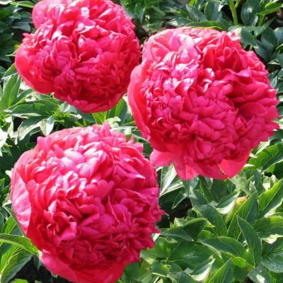 Пион Комманд Перфоманс Пион Комманд Перфоманс - Dolina-Sad.Ru