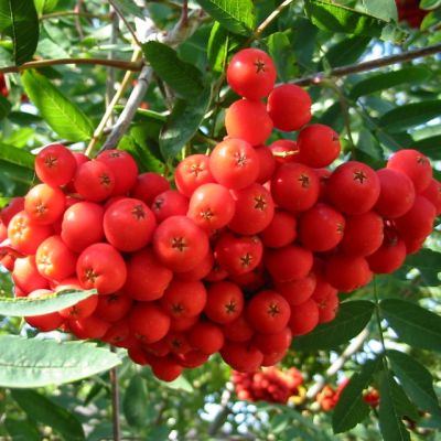 Рябина Красноплодная Рябина Красноплодная фото