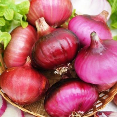 Лук Репчатый Даниловский Лук Репчатый Даниловский фото