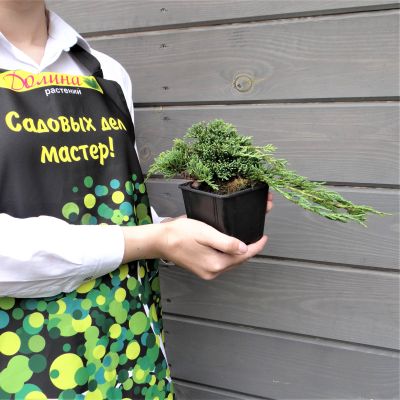 Можжевельник горизонтальный Айс Блю Можжевельник горизонтальный Айс Блю фото