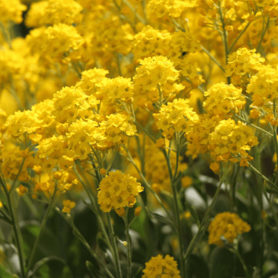 Алиссум горный Бергголд , P9 Алиссум горный Бергголд , P9 фото