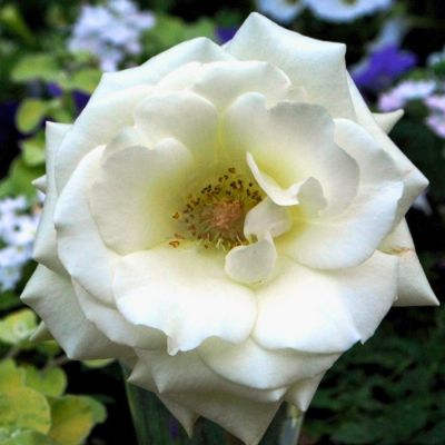 Роза Голливуд Роза Голливуд - Dolina-Sad.Ru