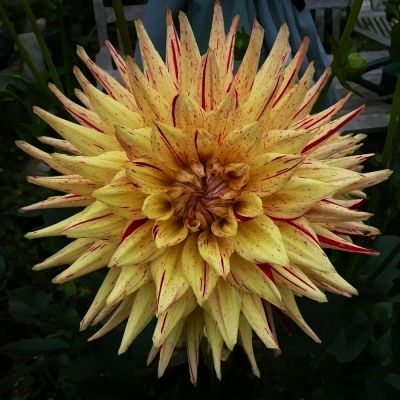 Георгина Марканти Георгина Марканти - Dolina-Sad.Ru