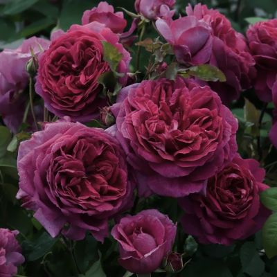 Роза Квинс Вельвет Роза Квинс Вельвет - Dolina-Sad.Ru