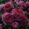 Роза Квинс Вельвет Роза Квинс Вельвет - Dolina-Sad.Ru