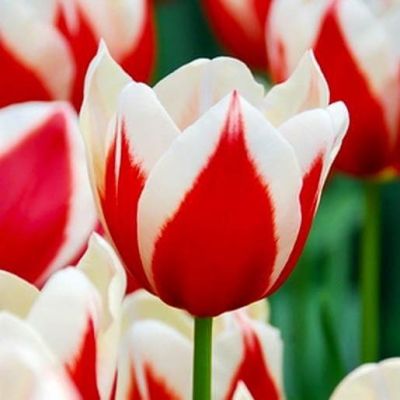 Тюльпан Фул Хаус Тюльпан Фул Хаус фото