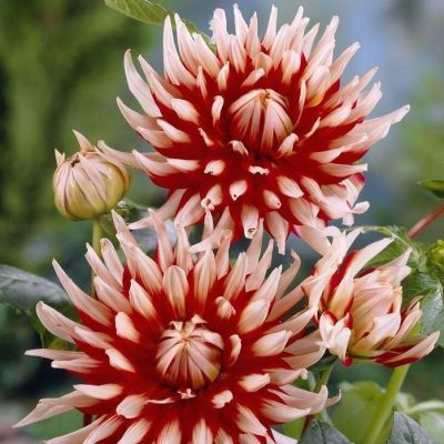 Георгина  Фриколет Георгина  Фриколет фото