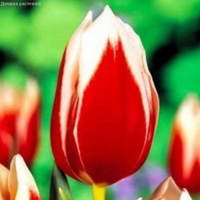 Тюльпан Фул Хаус Тюльпан Фул Хаус фото