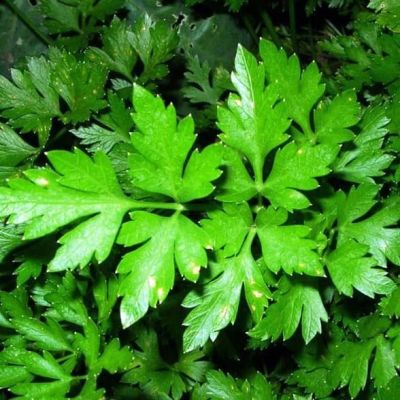 Петрушка листовая Бриз Петрушка листовая Бриз фото
