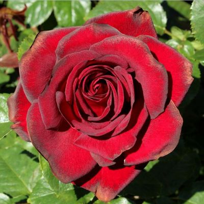 Роза Шварце Мадонна Роза Шварце Мадонна - Dolina-Sad.Ru