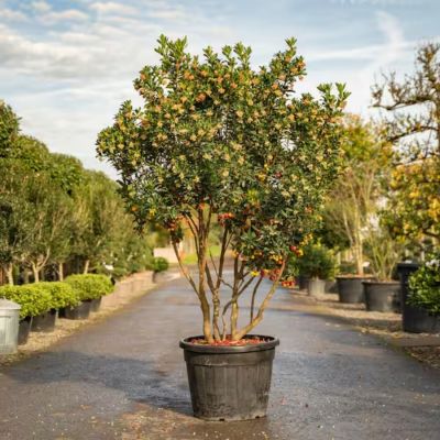 Земляничное дерево Компакта Земляничное дерево Компакта - Dolina-Sad.Ru