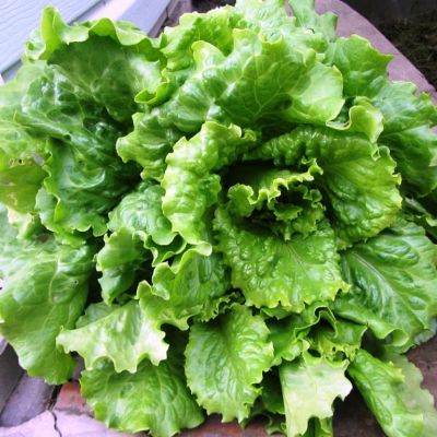 Салат Азарт Листовой фото