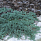 Можжевельник горизонтальный Айс Блю Можжевельник горизонтальный Айс Блю фото