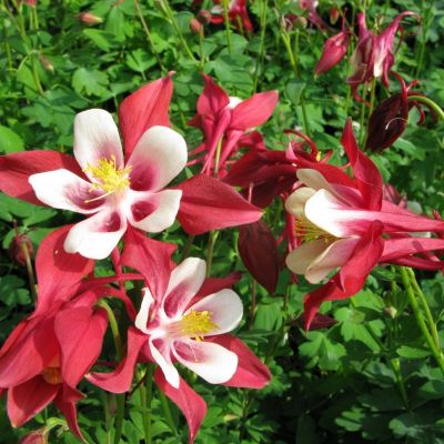 Аквилегия Кримсон Стар - Dolina-Sad.Ru