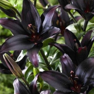 Лилия Ландини фото