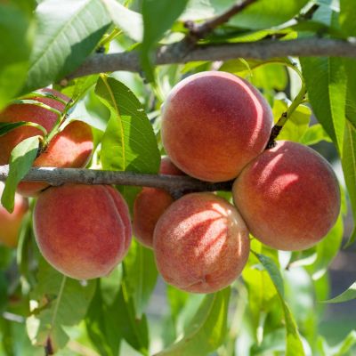 Персик Рич Мей Персик Рич Мей - Dolina-Sad.Ru