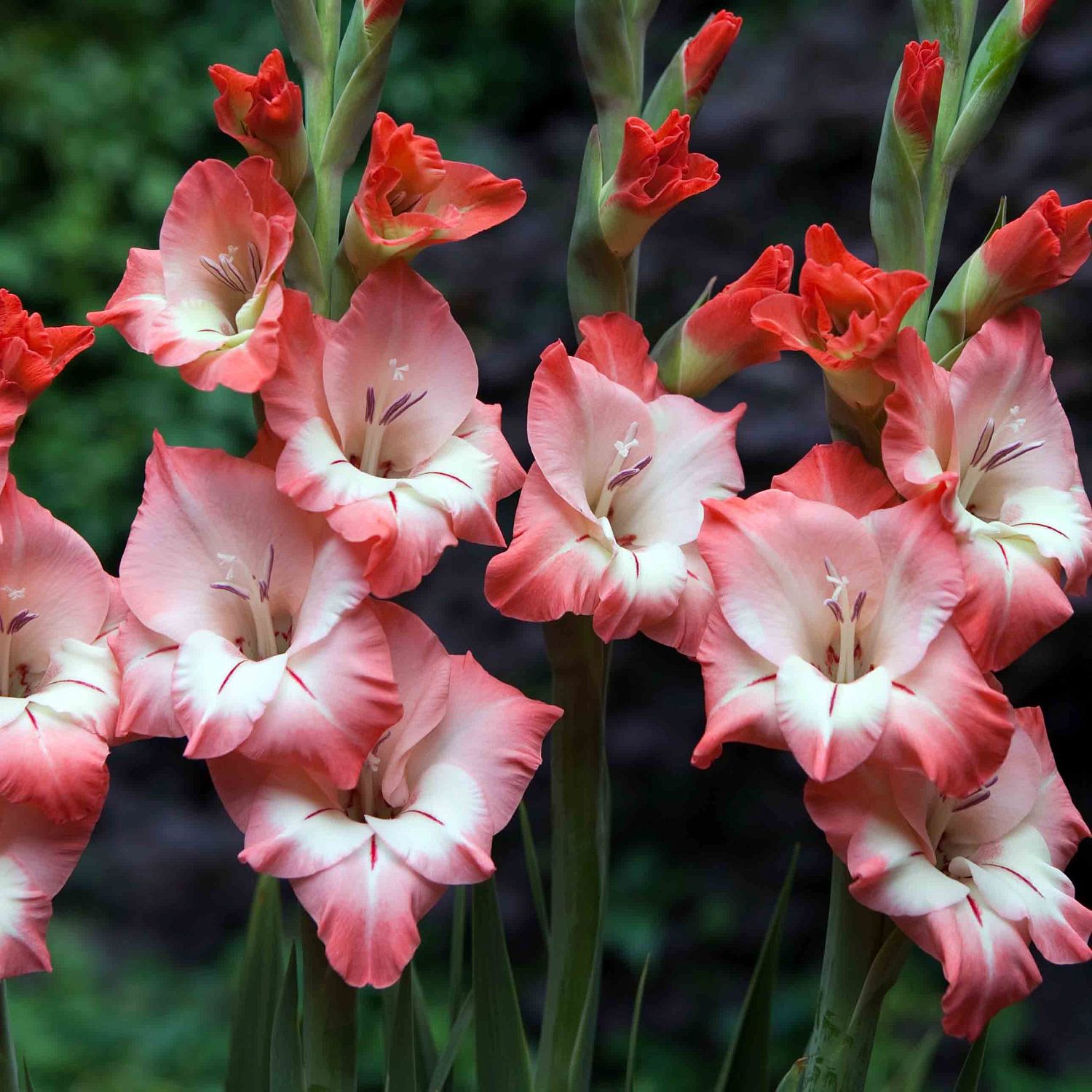 Гладиолус Согно Гладиолус Согно - Dolina-Sad.Ru