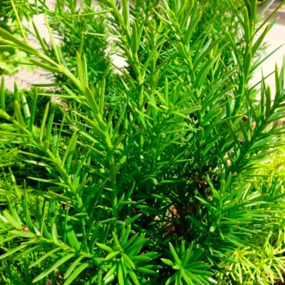 Тис средний Казио Тис средний Казио - Dolina-Sad.Ru