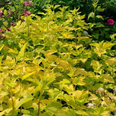 Пузыреплодник калинолистный Дартс Голд Пузыреплодник калинолистный Дартс Голд - Dolina-Sad.Ru