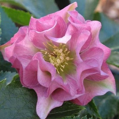 Морозник Дабл Пинк Морозник Дабл Пинк фото