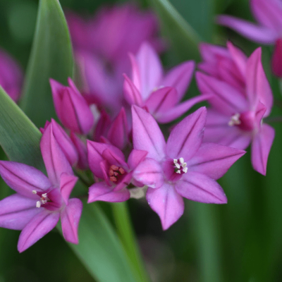 Аллиум Ореофилум фото