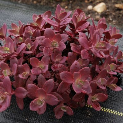 Седум Санспарклер Черри Тарт , P9 Седум Санспарклер Черри Тарт , P9 фото