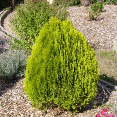 Туя Восточная Ауреа Нана Туя Восточная Ауреа Нана фото