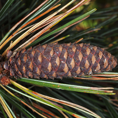 Сосна горная западная фото