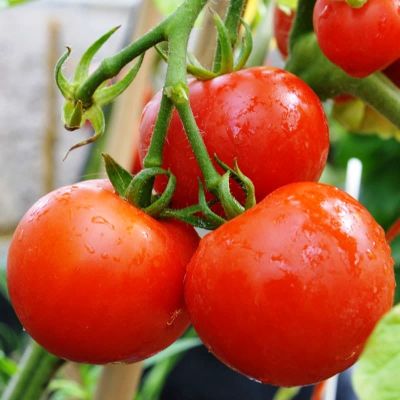 Томат Сибирский скороспелый 0,2г Томат Сибирский скороспелый 0,2г фото