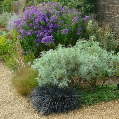 Офиопогон плоскострелый Нигер Офиопогон плоскострелый Нигер фото