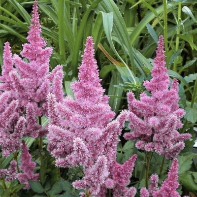 Астильба Разл Дазл - Dolina-Sad.Ru