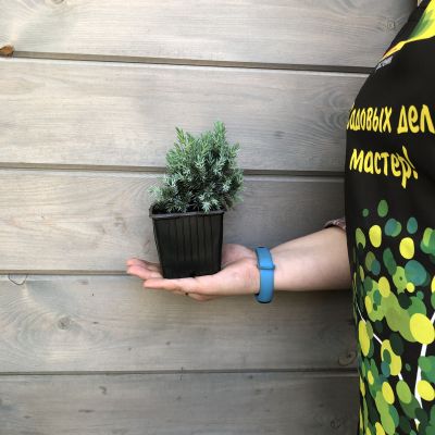 Можжевельник чешуйчатый Блю Стар Можжевельник чешуйчатый Блю Стар фото