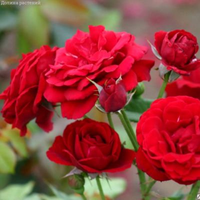 Роза Ален в горшке - Dolina-Sad.Ru