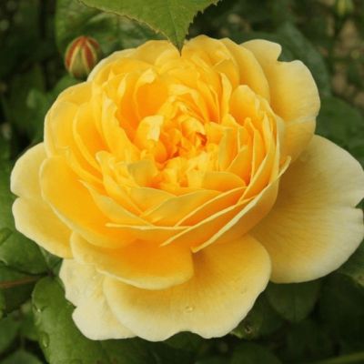 Роза Еллоу Айсланд Роза Еллоу Айсланд - Dolina-Sad.Ru