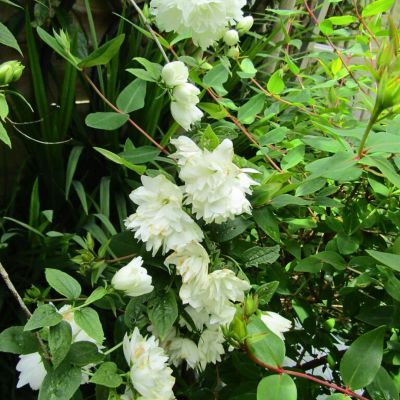 Чубушник Фрости Морн Чубушник Фрости Морн - Dolina-Sad.Ru