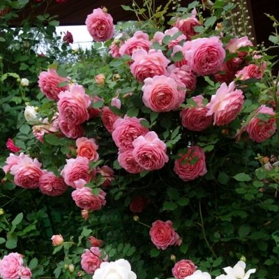 Роза Джубили Селебрейшн Роза Джубили Селебрейшн - Dolina-Sad.Ru