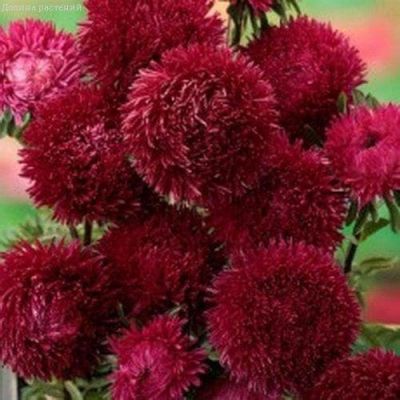 Астра Джувел Родолит Н11, игольчато-коготковая фото