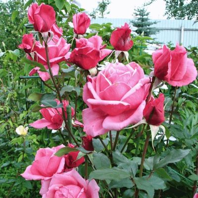 Роза Эйфел Тауер Роза Эйфел Тауер - Dolina-Sad.Ru