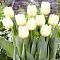Тюльпан Чирс Тюльпан Чирс фото