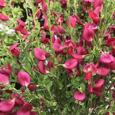 Ракитник Боскоп Руби - Dolina-Sad.Ru