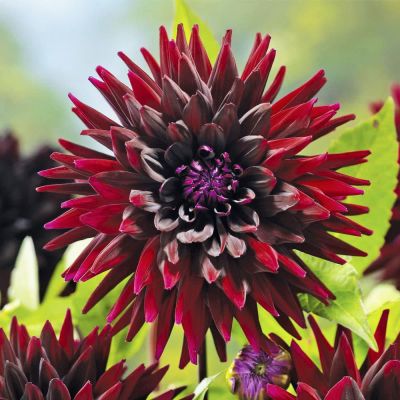 Георгина Нуи д Эте Георгина Нуи д Эте фото