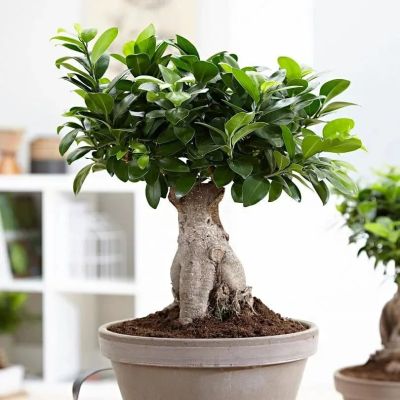 Фикус Гинсенг фото