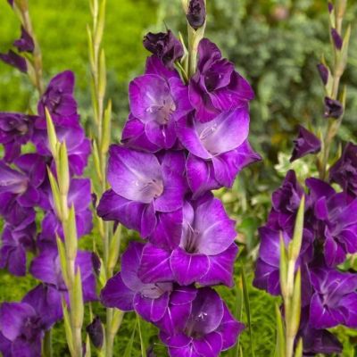 Гладиолус Виолетта Гладиолус Виолетта фото